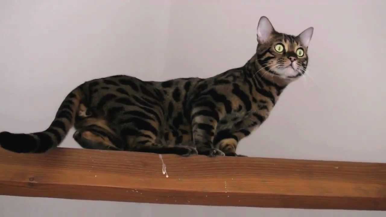 Бенгальская кошка размер. Метис Мейн куна и бенгала. Помесь Мейн куна и бенгала. Бенгальский кот меланистик. Бенгальский кот 2008 года.