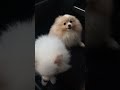 Poochie and Peanut car ride #pomeranian #puppy