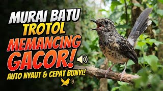 Pancingan murai trotol dan pastol BUNYI GACOR buat murai trotol belajar bunyi murai trotol gacor 465