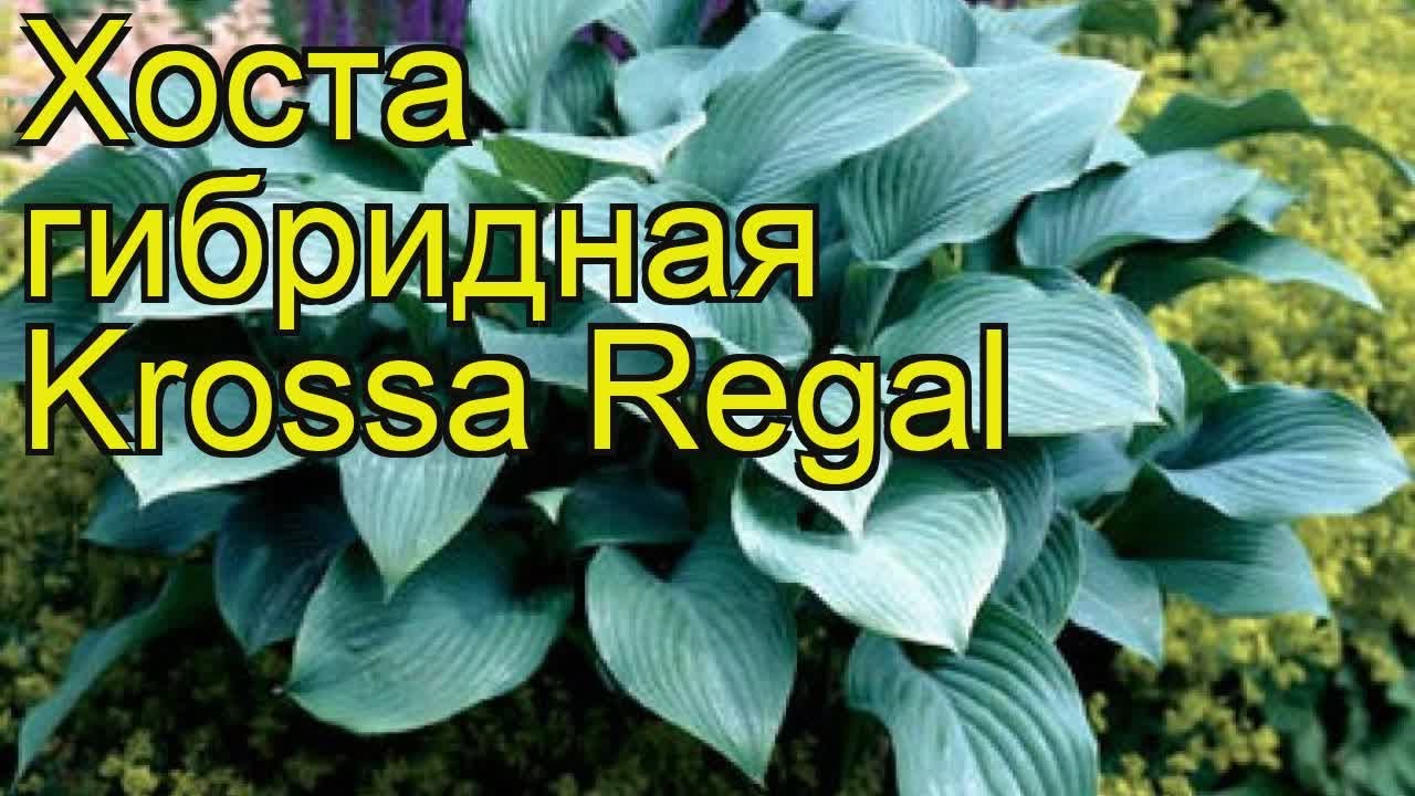 Хоста гибридная Кросса Регал. Краткий обзор, описание характеристик