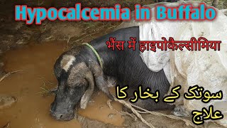 Hypocalcemia in Buffalo | Milk Fever | Muscular dystrophy in cattles  | Dignous and treatment