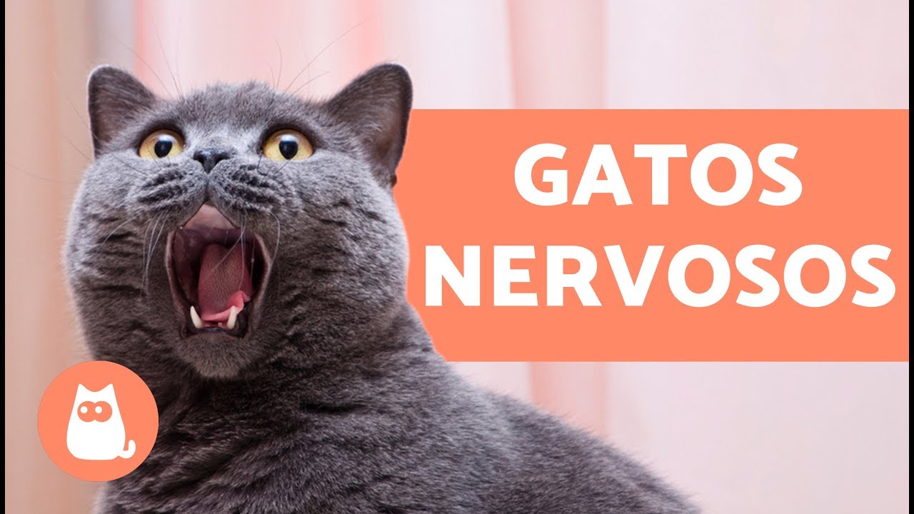 GATO ESTRESSADO: 11 coisas que deixam ele assim
