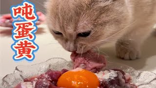 冬至猫猫吨蛋黄。你们冬至吃什么？