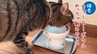 【きくらげ誕プレ開封動画その3】【猫壱】脚付ウォーターボウルは、めっちゃ飲みやすい