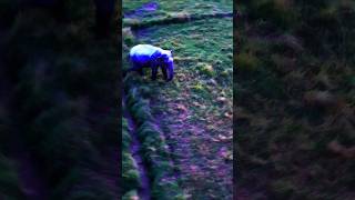 The Majestic Beauty of Wild Elephants
