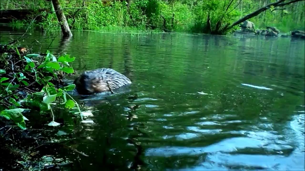 Beaver Repairing Dam YouTube