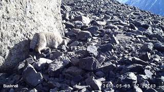 Pernod Ricard Rouss - WWF: we save snow leopard. Phototrap - pallas cat