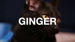 Adopt Ginger at NKLA