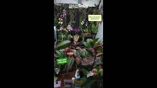 New Stok Anggrek Dan All Tanaman  🤗😍🔥