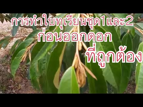 Ep16 การทำใบทุเรียนชุดที่ 1 และ 2