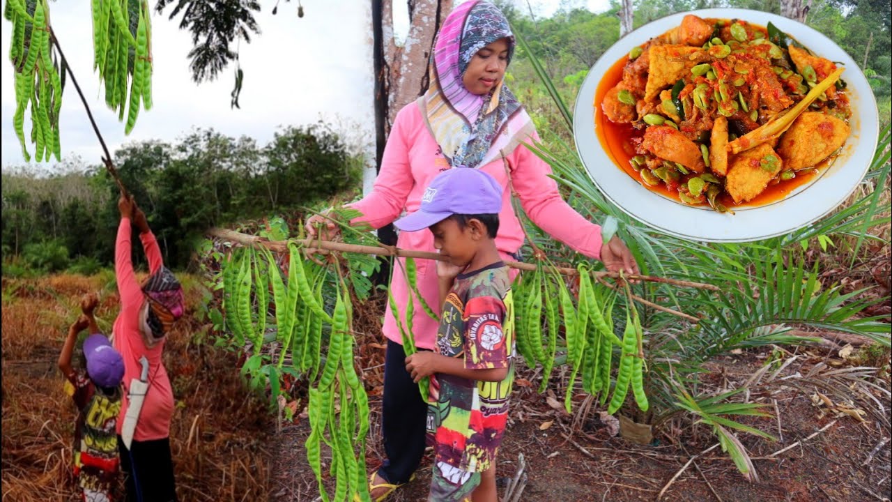 Panen pete untuk di olah menjadi menu masakan yang nikmat (pete harvest) masakan desa
