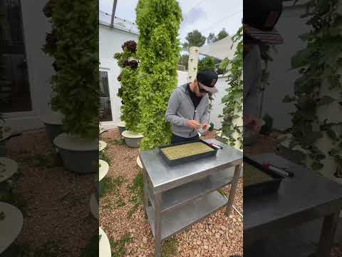 Video: Zone 8 Kale Varieties - Paano Palaguin ang Kale Sa Zone 8 Gardens