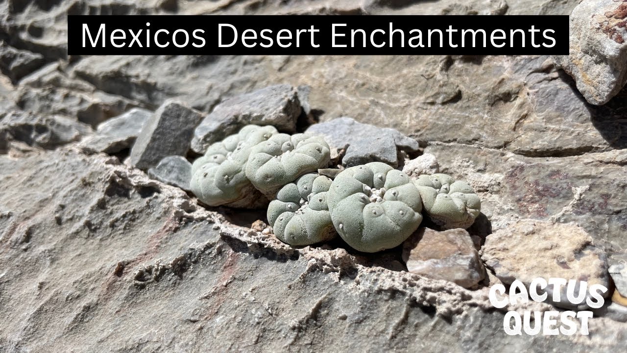 #Peyote #Ariocarpus & #Astrophytum oh my! Coahuila to San Luis Potosí #CactusQuest