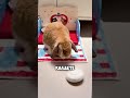 Кролики любят порядки 🐰🎁 #животные #милыеживотные