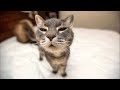 OliGato ¡Pre-estreno! #catlifesimulator #keymailer
