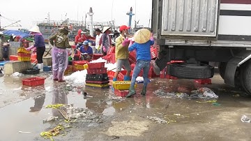 Ô NHIỄM MÔI TRƯỜNG Ở CẢNG CÁ | Truyền Hình Quảng Trị