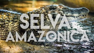 En busca del caimán, la anaconda y el delfín rosado | #46 Selva amazónica, Bolivia