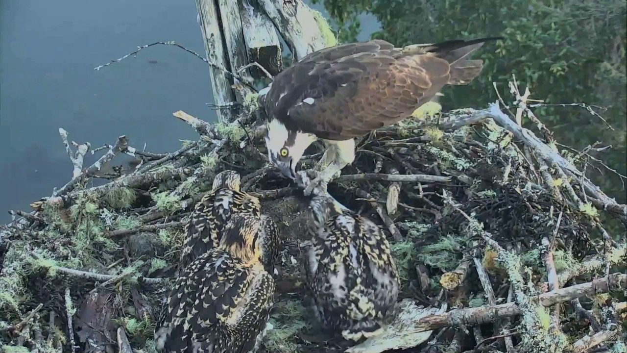 Audubon Hog Island Osprey Cam ~ Beautiful Fly In By Steve; Rachel Feeds ...