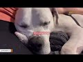Shelter dog gets adopted. Then comes the heartbreak.