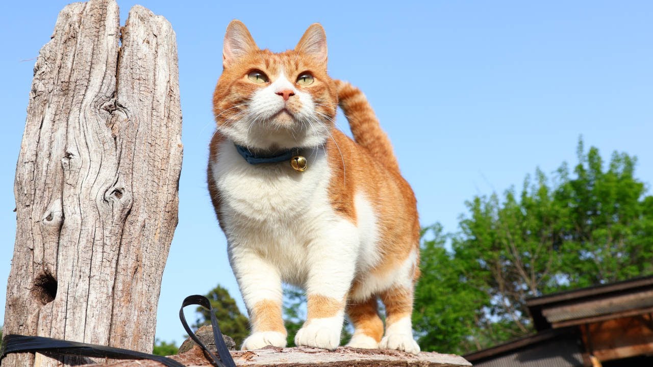 ネコとん Z Shorty 500 Series Hello Kitty Shinkansen Starter Set