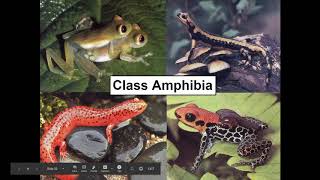 Chordates