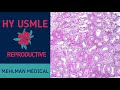 HY USMLE REPRODUCTIVE - #236