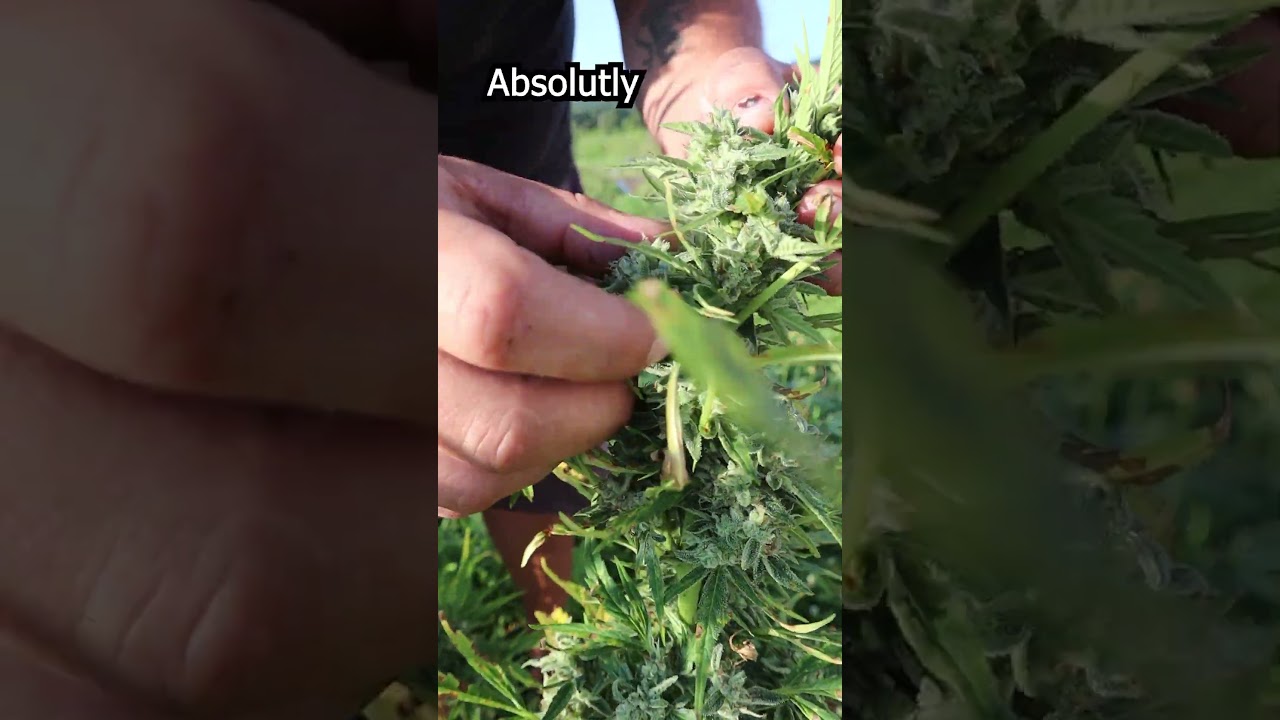 Are your MARIJUANA plants ready to harvest? Learn from a professional...