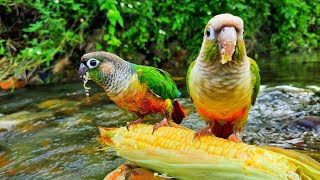 green conure bird eating corn in water It sings too Green Cheek Conure Parrot Bird