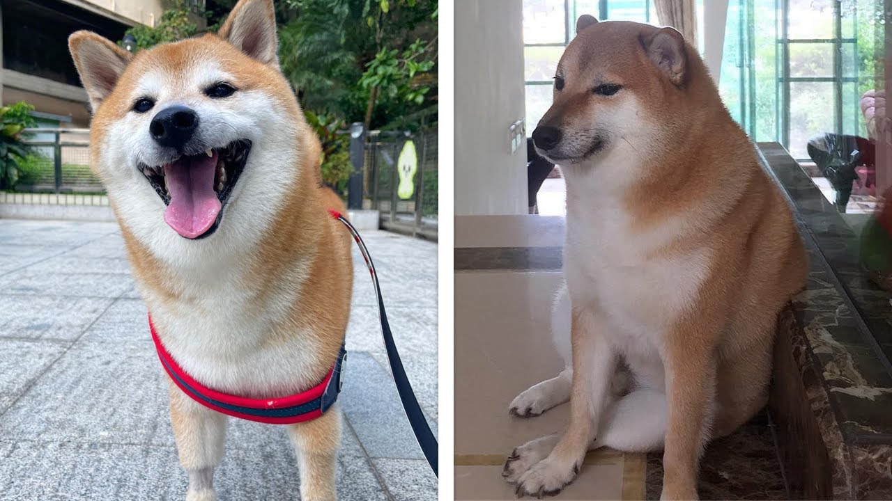 Знаменитый пес, ставший героем мемов, умер в Китае
