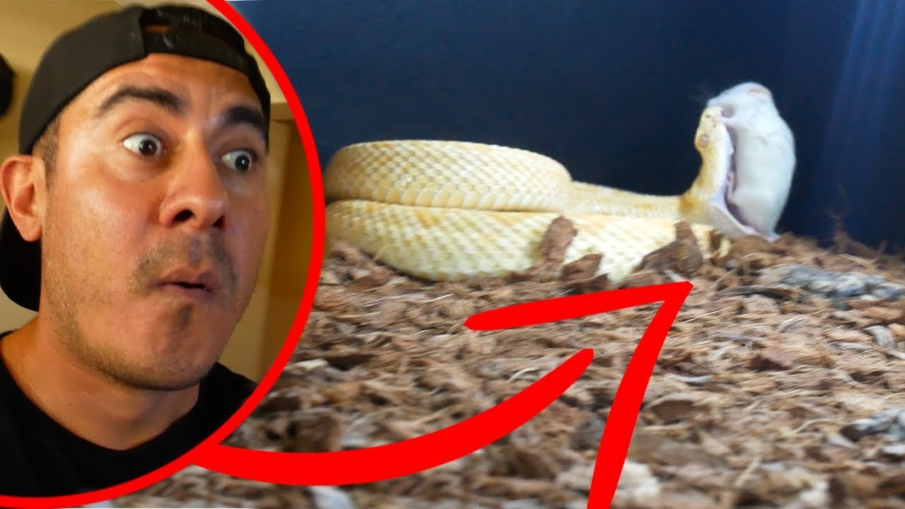 video phone beyonce mp3 RATTLESNAKE TAKES ON MOUSE IN BRUTAL FIGHT!! (SCARY)