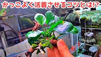 活着 Youtube 活着 Youtube