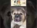 Cute Puppy Barking 🐶 | Adorable Dog Short | Pawlogiq  #cutepuppy #dogshorts #funnydog