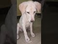 R u DogLover...? ನಾನು ನಾಯಿ ಪ್ರೇಮಿ 😘#shortsviral #youtubeshorts #ytshorts #viral