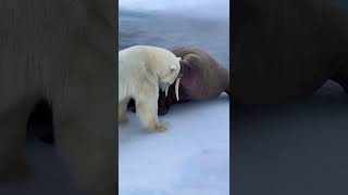 Arctic Edge Clash: Polar Bear vs Walrus at the Ice Break screenshot 4