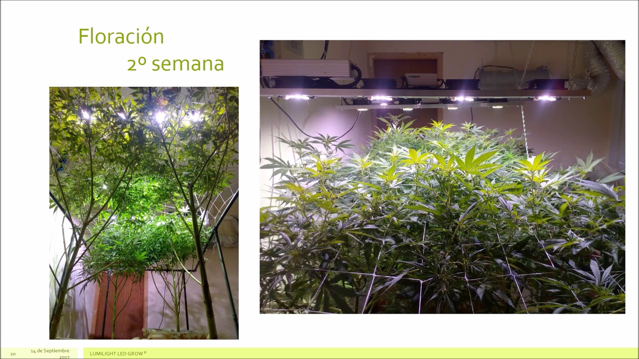 Seguimiento LED Luminaria LPW 200W