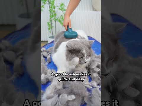 This Brush Saved