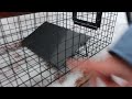 Как поймать кошку с помощью металлической котоловки