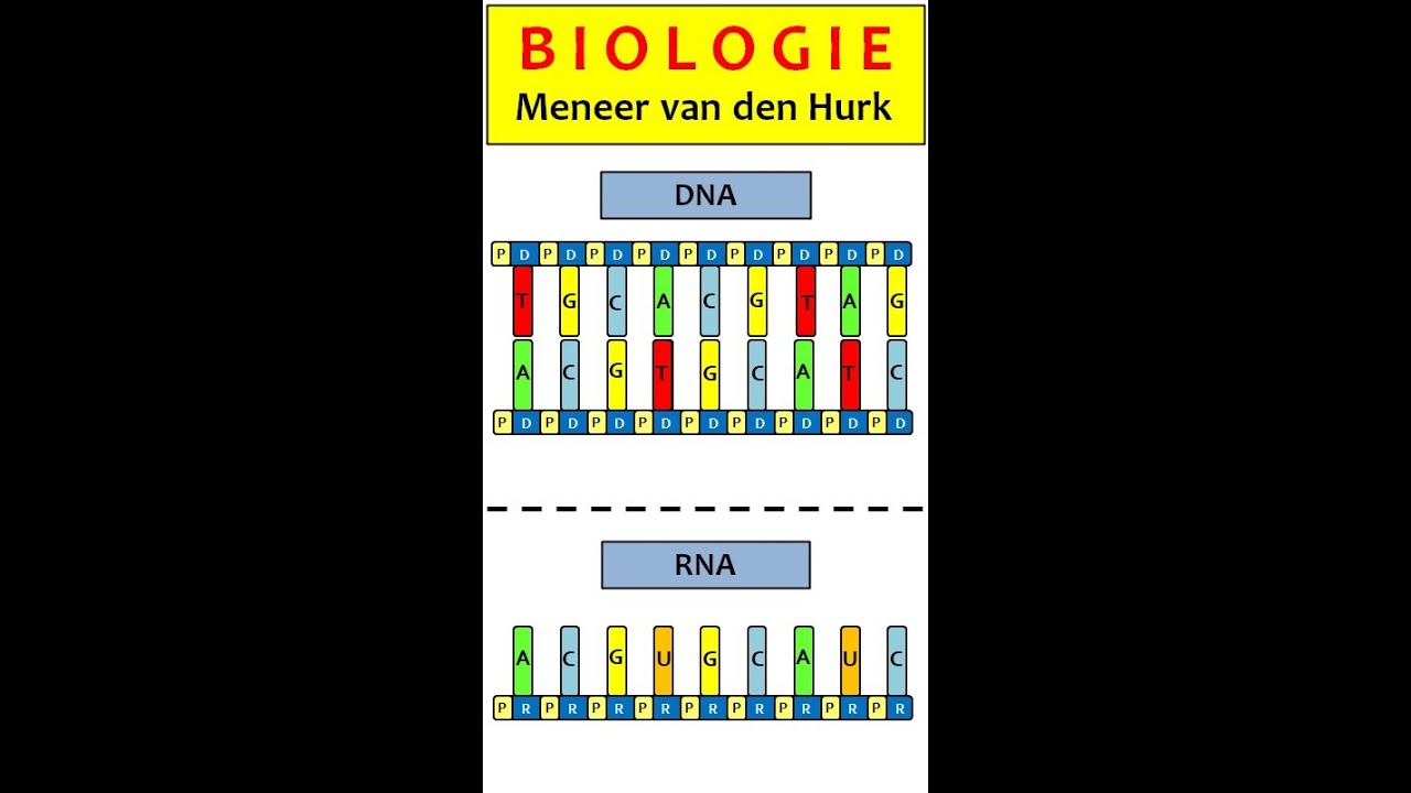 DNA-4: Drie verschillen tussen DNA en RNA - YouTube