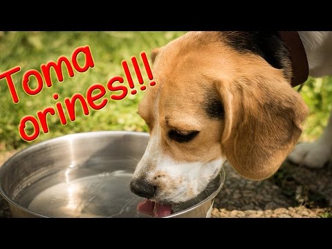 Mi perro Toma orines (Pis)!!   NOTA ANIMAL RESPONDE #5