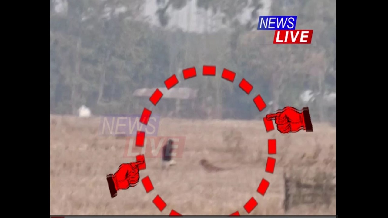 কেমেৰাত বন্দী বাঘৰ আক্ৰমণৰ শিহৰণকাৰী দৃশ্য