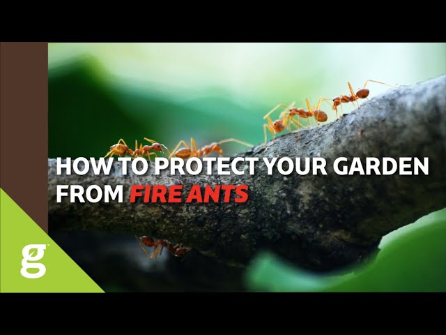 Marjory Wildcraft: How to Protect Your Tower Garden from Fire Ants