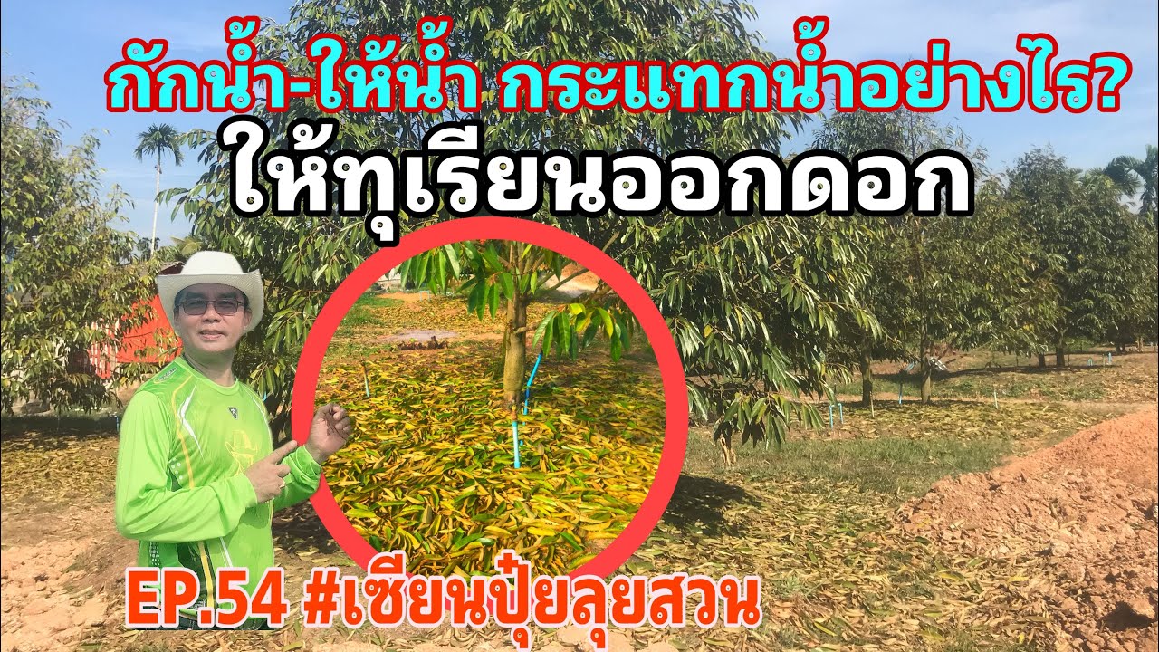 EP.54 กักน้ำ-ให้น้ำกระแทกน้ำอย่างไร? ให้ทุเรียนออกดอก!ไม่เป็นตาแขนง!