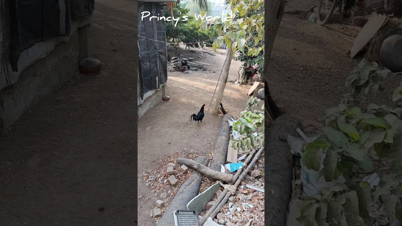 mini vlog 1/no hurry burry 🌝/relaxing morning 🌄