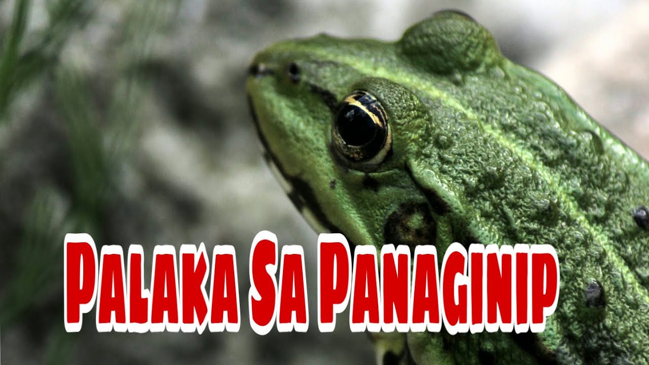 KAHULUGAN NG PALAKA SA PANAGINIP  GIO AND GWEN LUCK AND MONEY CHANNEL