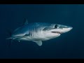 Mako Shark Brutal Fatal Attack