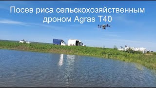 Посев риса сельскохозяйственным дроном Agras T40