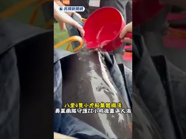 八里4隻小虎鯨集體擱  專業團隊守護22小時後重返大海｜民視新聞｜