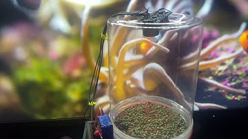 (DIY) Automatic Fish Feeder Using Arduino Uno