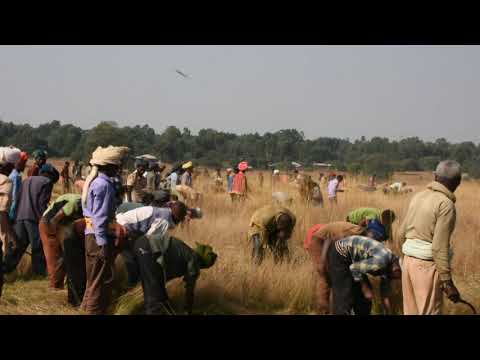 ቪዲዮ: ከልቅ ግጦሽ ጋር ምን ዓይነት ፖሊሲዎች ሊገናኙ ይችላሉ?