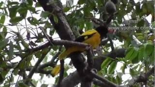 Golden Oriole -  Black Hooded Golden Oriole \u0026 Amazing Calls